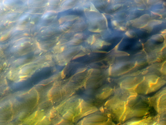 Pimelodus maculatus