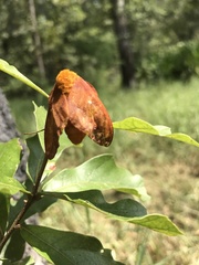 Anisota pellucida