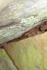 Speleomantes italicus