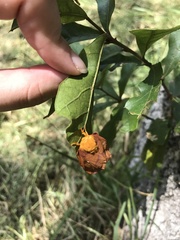 Anisota pellucida