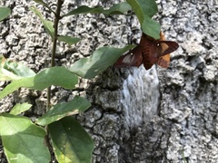 Anisota pellucida