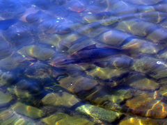 Pimelodus maculatus