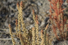 Oligomeris linifolia