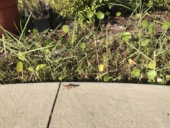 Spharagemon crepitans