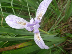 Iris longipetala