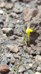 Nanorrhinum scoparium