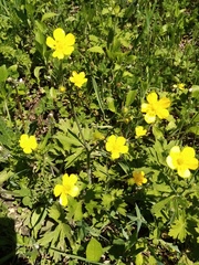 Ranunculus repens