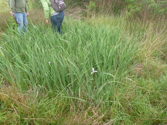 Iris longipetala