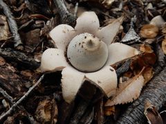 Geastrum saccatum