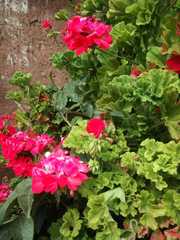 Pelargonium × hybridum