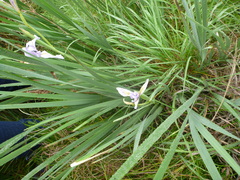 Iris longipetala