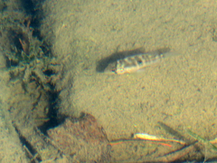 Gymnogeophagus meridionalis