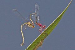 Enallagma dubium