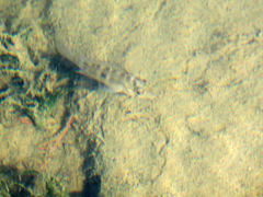 Gymnogeophagus meridionalis
