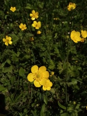 Ranunculus repens