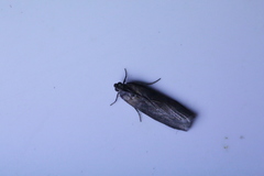 Sciota fumella
