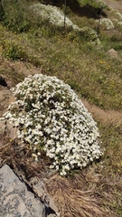 Argyranthemum adauctum
