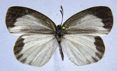 Eurema daira eugenia