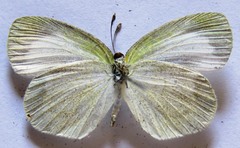 Eurema daira eugenia