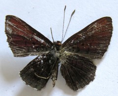Detritivora barnesi