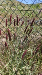 Phalaris coerulescens