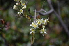 Amelanchier nantucketensis