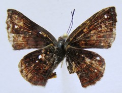 Calephelis sacapulas