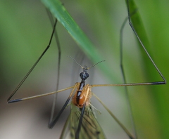 Limonia nigropunctata