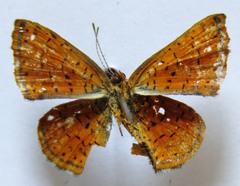 Calephelis sacapulas