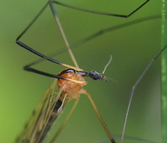 Limonia nigropunctata