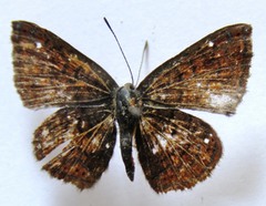 Calephelis sacapulas