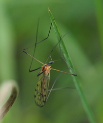 Limonia nigropunctata