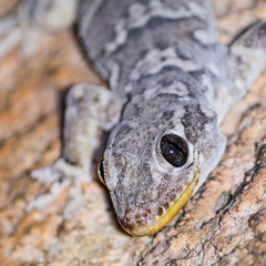 Phyllopezus periosus