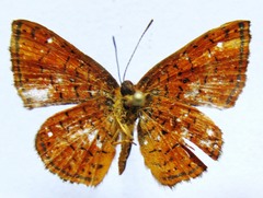 Calephelis sacapulas