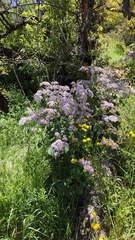 Pericallis webbii