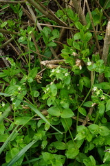 Stellaria ruderalis