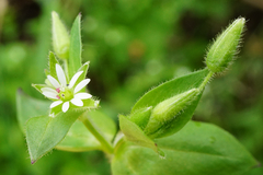 Stellaria ruderalis
