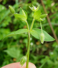 Stellaria ruderalis