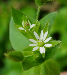 Stellaria ruderalis