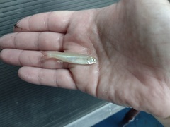 Aphyocharax dentatus