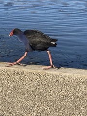 Porphyrio melanotus melanotus