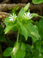 Stellaria ruderalis