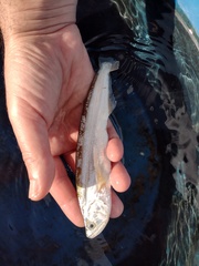 Rhaphiodon vulpinus