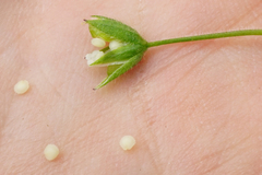 Stellaria ruderalis