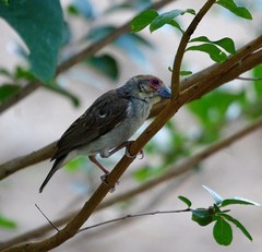 Ploceus sakalava