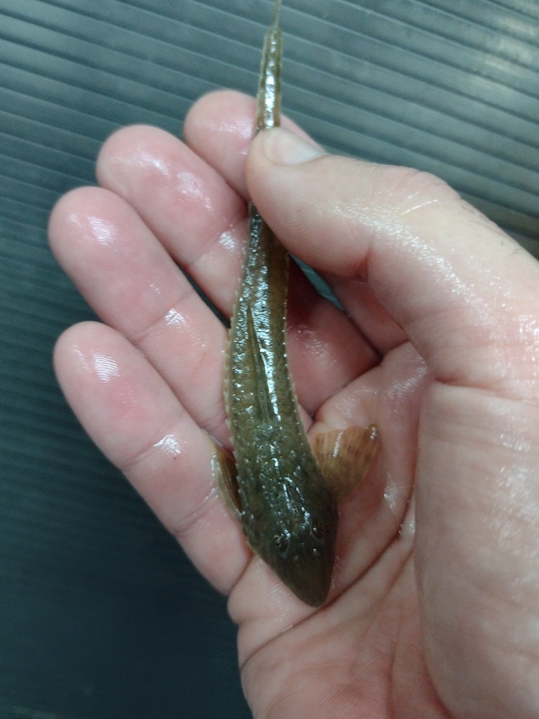 Common whiptail catfish (Loricaria simillima) — Loricariidae