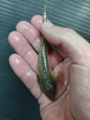 Common whiptail catfish (Loricaria simillima) — Loricariidae