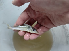 Iheringichthys labrosus