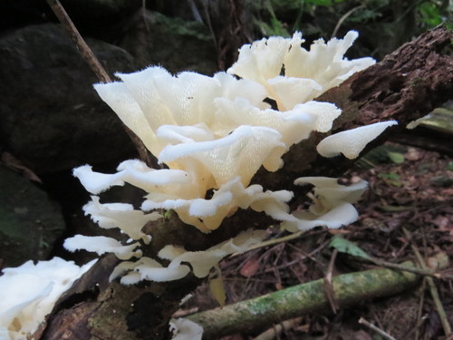 Favolus brasiliensis