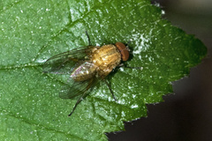 Pegomya testacea